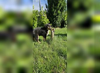 Australian Shepherd Welpe, ASCA-Papieren, Showlinie.