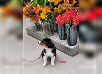 Australian Shepherd Welpe, ASCA-Papieren, Showlinie.