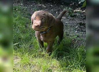 Aussiedor Leopard Labrador Welpen