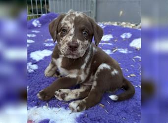 Aussiedor Leopard Labrador Welpen