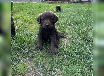 Aussiedor Leopard Labrador Welpen