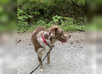 Aussiedor Leopard Labrador Welpen