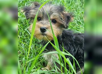 Yorkshire Terrier Yorkis Yorki Welpen Nähe Dresden in den Farben Biewer und blue and tan