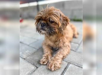 Shih Tzu Mix Mädchen Peaches – kuschelt für ihr Leben gerne