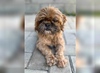 Shih Tzu Mix Mädchen Peaches – kuschelt für ihr Leben gerne