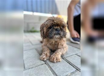 Shih Tzu Mix Mädchen Peaches – kuschelt für ihr Leben gerne