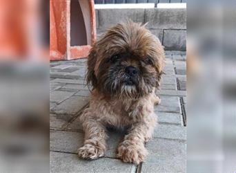 Shih Tzu Mix Mädchen Peaches – kuschelt für ihr Leben gerne