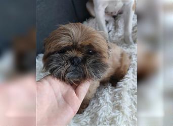 Shih Tzu Mix Mädchen Peaches – kuschelt für ihr Leben gerne