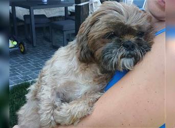 Shih Tzu Mix Mädchen Peaches – kuschelt für ihr Leben gerne