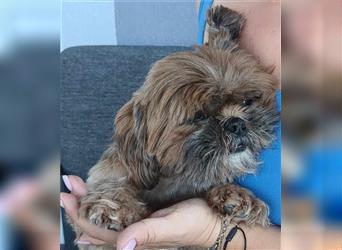 Shih Tzu Mix Mädchen Peaches – kuschelt für ihr Leben gerne