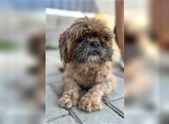 Shih Tzu Mix Mädchen Peaches – kuschelt für ihr Leben gerne