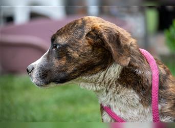 Dani-SI, Hundebub sucht nette Menschen für tolles Hundeleben