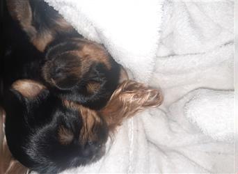 yorkshire terrier Mädchen