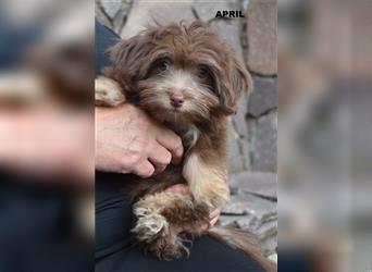 Bolonka Zwetna Welpe Hündin April mit Ahnentafel