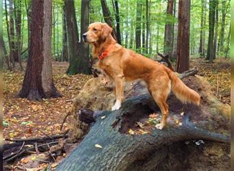 Wunderschöner, erfahrener Golden Retriever Deckrüde mit FCI-Abstammung und Top Gesunheitswerten