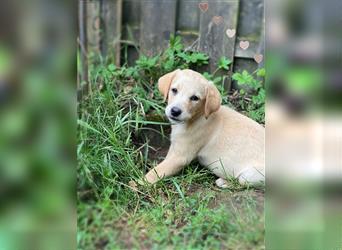 Labrador Welpen mit Ahnentafel suchen ein schönes Zuhause!