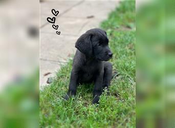 Labrador Welpen mit Ahnentafel suchen ein schönes Zuhause!