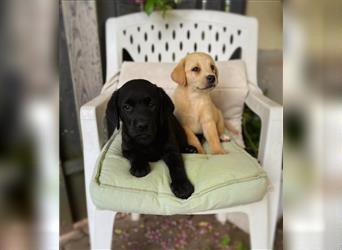 Labrador Welpen mit Ahnentafel suchen ein schönes Zuhause!