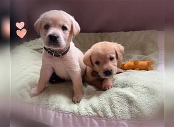 Labrador Welpen mit Ahnentafel suchen ein schönes Zuhause!