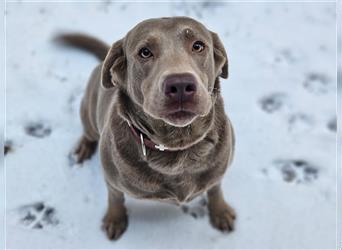 Labrador Welpen mit Ahnentafel suchen ein schönes Zuhause!