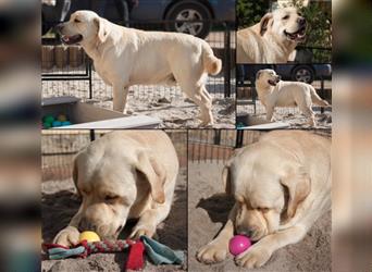 Labrador Welpen mit Ahnentafel suchen ein schönes Zuhause!