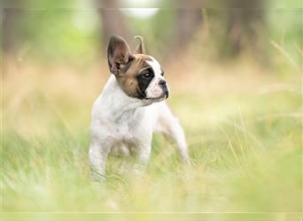 4 reinrassige Französische Bulldogge Welpen