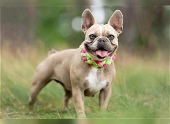 4 reinrassige Französische Bulldogge Welpen