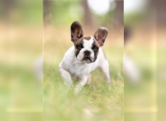 4 reinrassige Französische Bulldogge Welpen