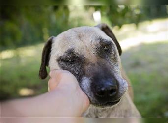 DARIJO  - der liebe Kangal-Mix-Rüde sucht hundeerfahrene Menschen + träumt von einem eigenen Garten