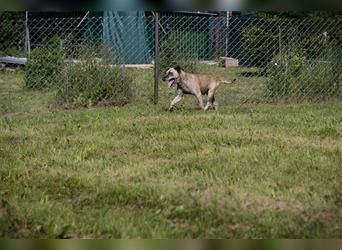 DARIJO  - der liebe Kangal-Mix-Rüde sucht hundeerfahrene Menschen + träumt von einem eigenen Garten