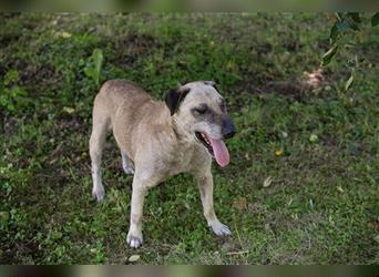 DARIJO  - der liebe Kangal-Mix-Rüde sucht hundeerfahrene Menschen + träumt von einem eigenen Garten