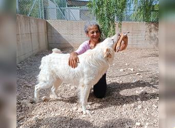 Giotto: ein Schatz für die ganze Familie