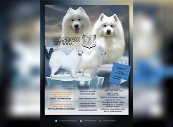 SAMOYEDEN WELPEN