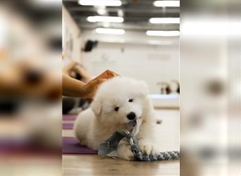 SAMOYEDEN WELPEN