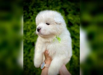 SAMOYEDEN WELPEN