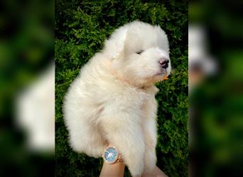 SAMOYEDEN WELPEN