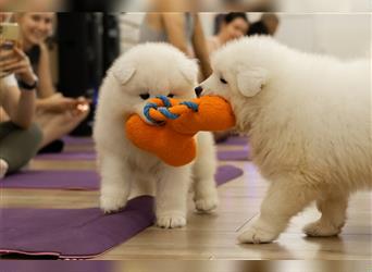 SAMOYEDEN WELPEN