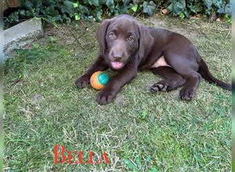 Wunderschöne Labrador-Welpen