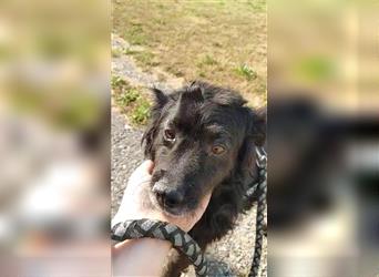 Pino kroatischer Schäferhund Mischling Rüde sucht Zuhause oder Pflegestelle