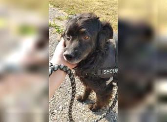 Pino kroatischer Schäferhund Mischling Rüde sucht Zuhause oder Pflegestelle