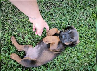 Welpen Hannoverscher Schweißhund + Bayerischer Gebirgsschweißhund