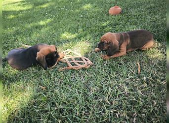 Welpen Hannoverscher Schweißhund + Bayerischer Gebirgsschweißhund