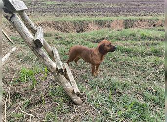 Welpen Hannoverscher Schweißhund + Bayerischer Gebirgsschweißhund