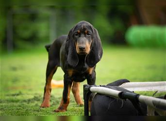 Black and tan Coonhound Welpen