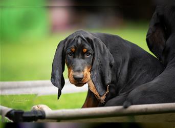 Black and tan Coonhound Welpen