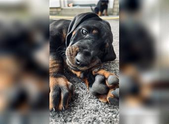 Black and tan Coonhound Welpen