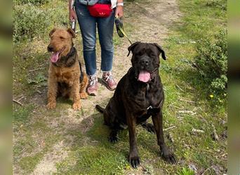 Cane Corso - Airedale Terrier - Welpen