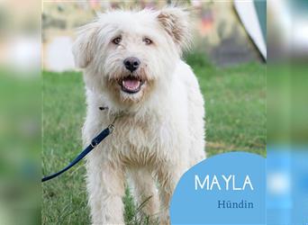Freundliche Mayla sucht ihr Zuhause