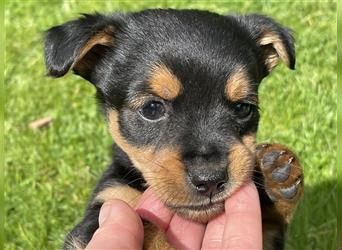 Zwergdackel/Chihuhahua Mix Welpen