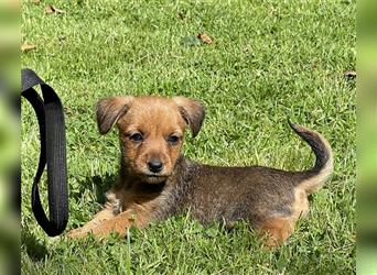 Zwergdackel/Chihuhahua Mix Welpen